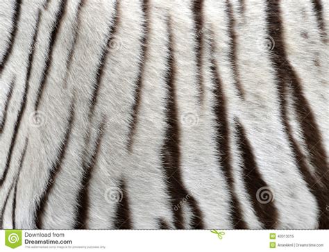 32 Tiger Fur Wallpaper Wallpapersafari