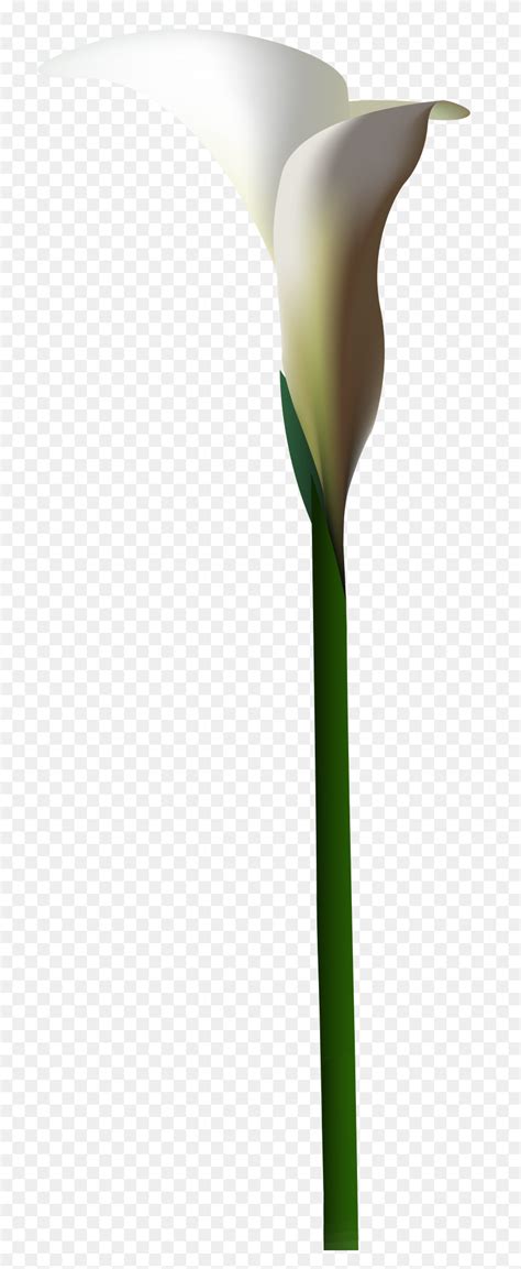 Calla Lily Pictures Clipart