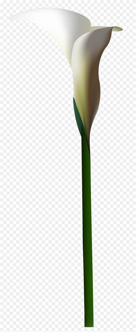 Calla Lily Flower Png Clip Art Calla Lily PNG Stunning Free