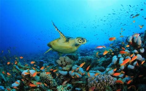 Endangered Marine Species Endangered Wildlife