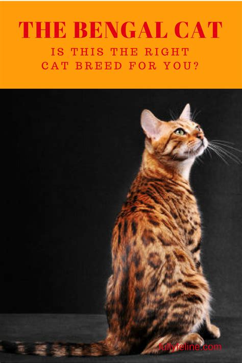 What Is The Temperament Of A Bengal Cat