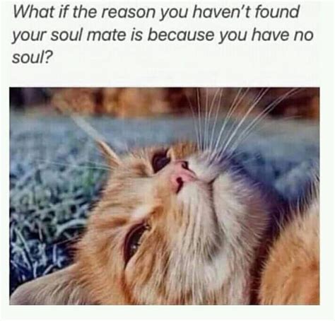 No Soul Cat Cats Know Your Meme