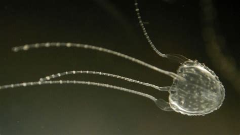 Understanding Irukandji Jellyfish Life Cycle And Ecology The Key To