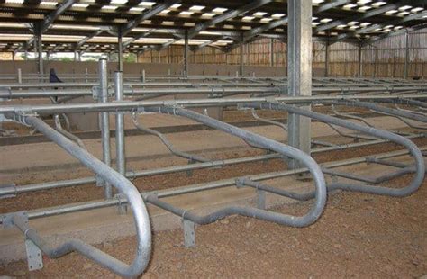 Super Comfort Cow Cubicles Cubicle Housing Cubicles Iae Agriculture
