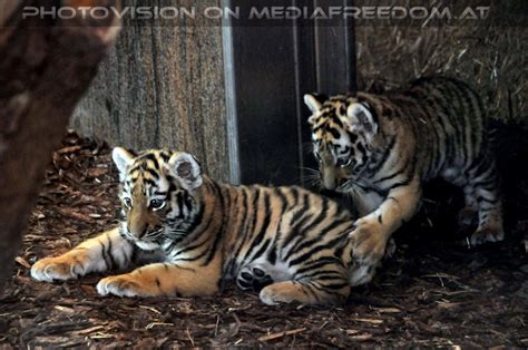 Tigerbaby Geschwister Kyra Und Ina Schönbrunn Tiergarten