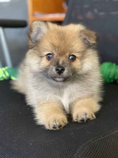 Pomeranian Puppy - Petclassifieds.com