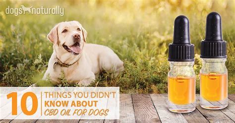 Your dog or cat has an endocannabinoid system just like you do and cbd provides them the same benefits it provides you. CBD Oil For Dogs: 10 Things You Didn't Know