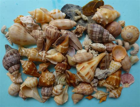 Sanibel Seashell Update Blind Pass To Lighthouse Beach I Love Shelling