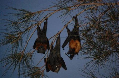 The Giant Golden Crowned Flying Fox The Largest Bat In The World