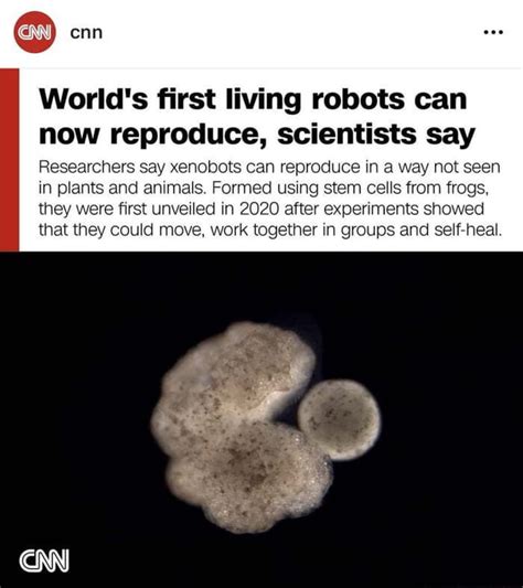 Worlds First Living Robots Can Now Reproduce Scientists Say