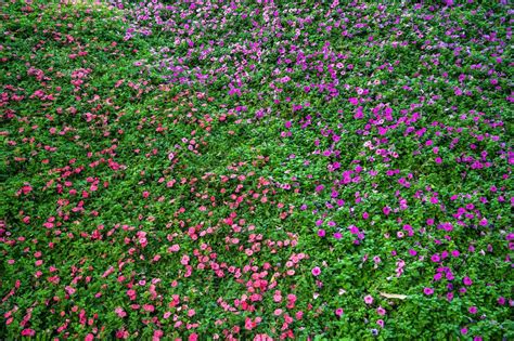 Growing a Tapestry Lawn Will Transform Your Turf Into a Living