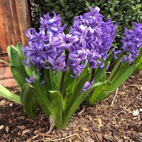 They first start to bloom with some simple purple petals to later in the season when the middle white petals have sprouted, and the leaves turn maroon. Hyacinth | Flower pictures, Purple flowers, Flowers