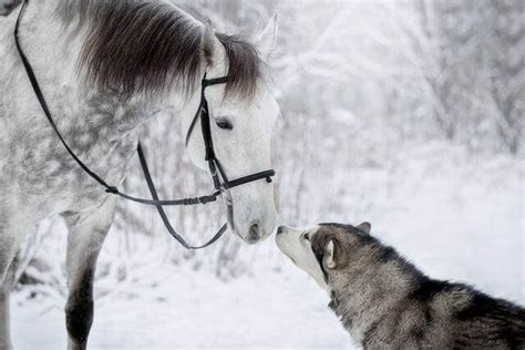 Friendship Between A Horse And Husky Dog Caught In Mesmerizing Photos