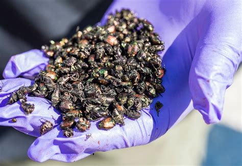 Usda Dover Afb Partner For Japanese Beetle Infestation Control Test