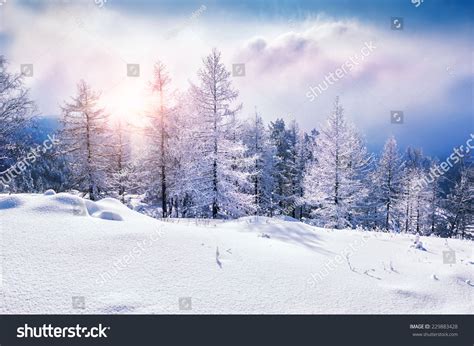 Snow Covered Trees In The Mountains At Sunset Beautiful