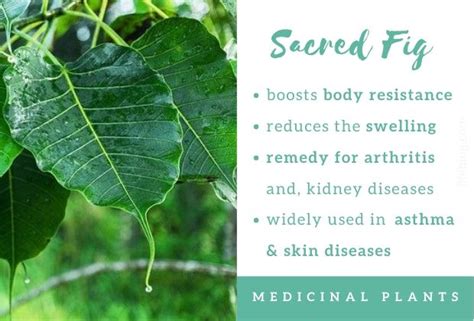 Top Ayurveda Medicinal Plants And Their Uses In Treatment