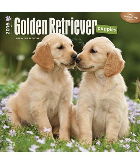 Resin golden retriever figurine golden retriever puppies for sale. Golden Retriever Puppies: Buy Golden Retriever Puppies ...