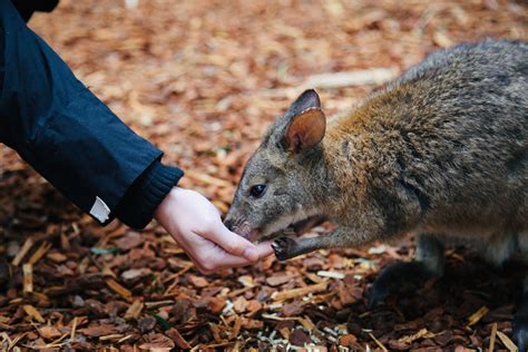 Brown Animal · Free Stock Photo