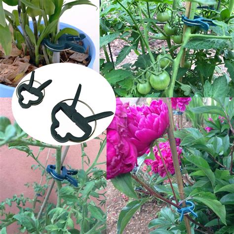Buy Yinghezu 40 Pcs Plant Support Clipsflower And Vinegarden Tomato