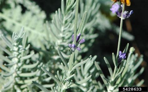 Check spelling or type a new query. Lavandula angustifolia (English lavender): Go Botany