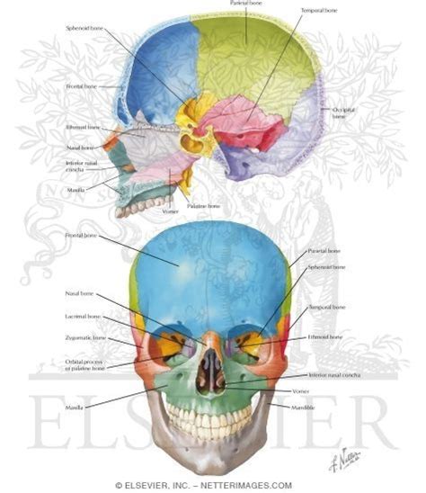 The term 'ethmoid' originates from. Bones of the Skull: Inferior Nasal Concha