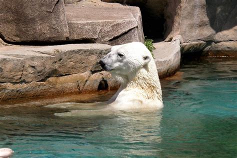 Milwaukee County Zoo Milwaukee County Zoo Polar Bear Swimi Jack