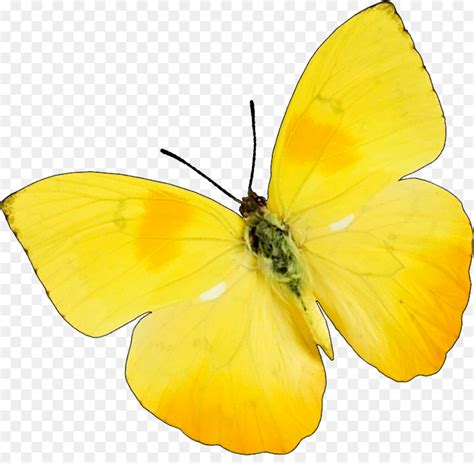 Yellow Butterfly Png 10 Free Cliparts Download Images On Clipground 2023