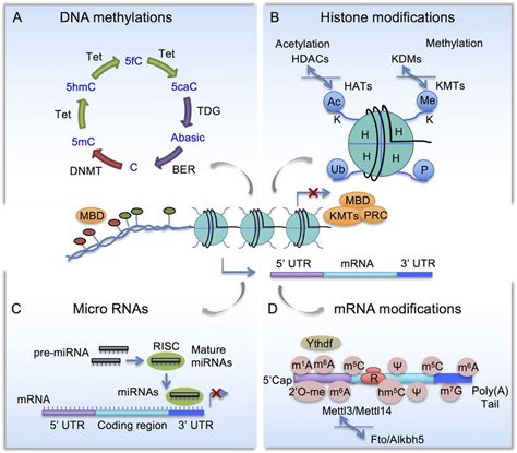 Schematic Diagram Of Epigenetic Mechanisms A Cytosine Methylation