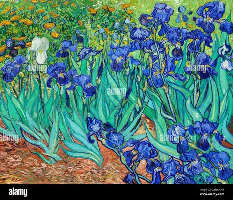Van Gogh Painting Entitled Irises By Vincent Van Gogh