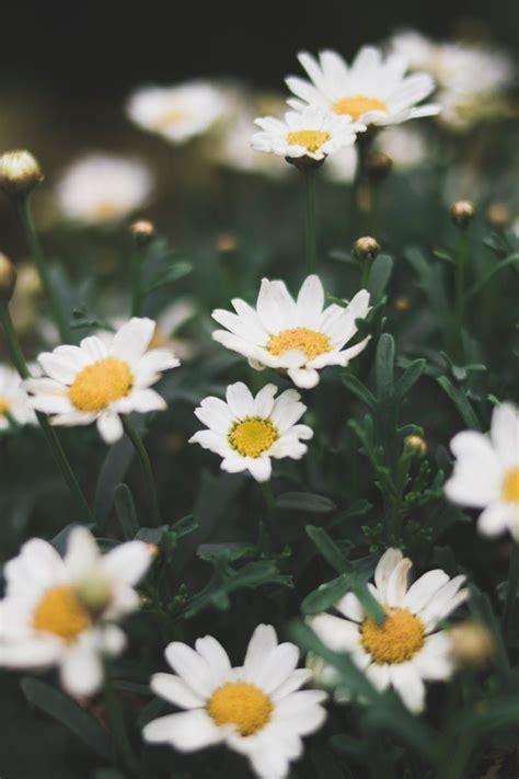 Download Hd Image Shallow Focus Photograph Of Daisy Flower