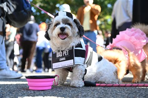 Every Dog Had Its Day Celebrating Halloween At Nycs Tompkins Square Park