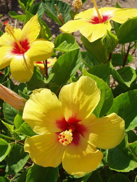 Yellow Hibiscus Flowers Pinterest