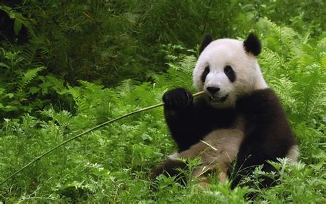 Giant Panda Hd Wallpapers High Definition Free Background