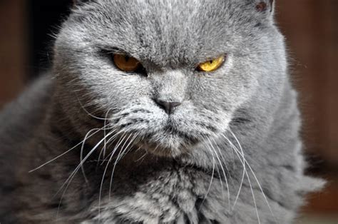 Angry Cat Stock Photos Pictures And Royalty Free Images Istock