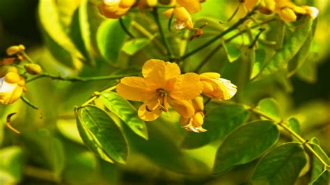 Senna Health Benefits Side Effects And Dosage