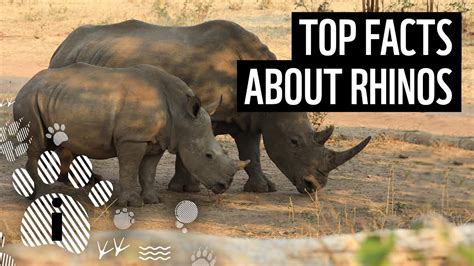 Top Facts About Rhinos Wwf Youtube