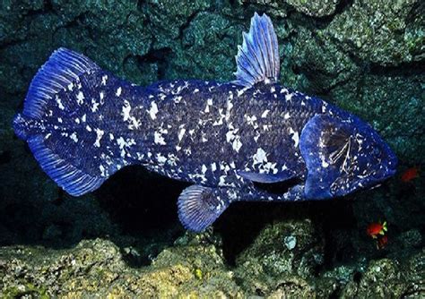 Rediscovering The Coelacanth The 400 Million Year Old Prehistoric Fish