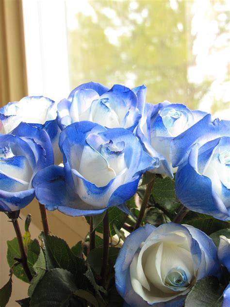 Rosesbouquetblue Roselightclose Free Image From