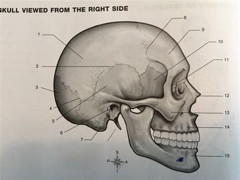 Skull Viewed From The Right Side Diagram Quizlet