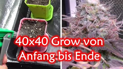 Cbd Hanf Anbauen In Der X Growbox Anf Nger Cannabis Grow Youtube