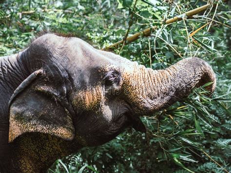 Retrato Do Elefante Indiano Comendo Bambu Na Floresta Tropical Do Sri