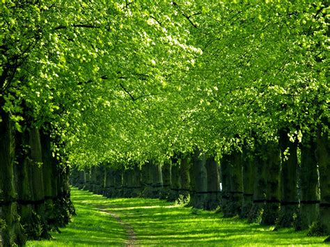 Green Trees Wallpapers Wallpaper Cave