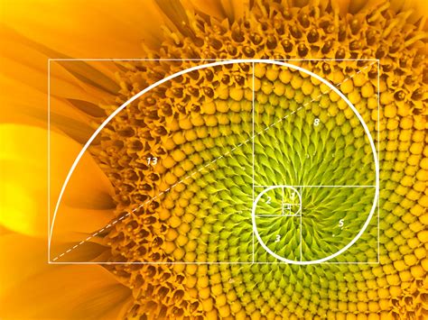 Example Of Fibonacci Flowers Djordjezivaljevic