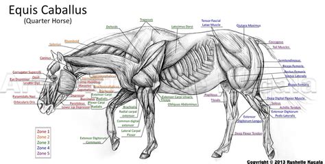 Horse Muscle Study by TheDragonofDoom on DeviantArt
