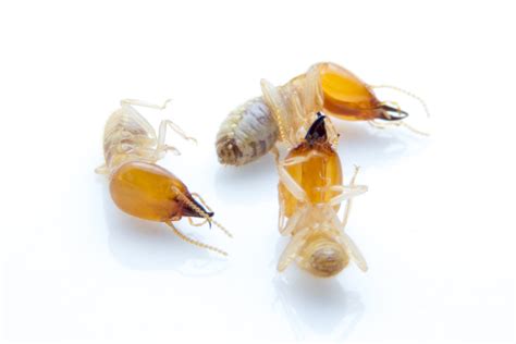 Left over cooked food kept in refrigerator so that pests cant smell them. How long does it take for termite poison to kill termites ...
