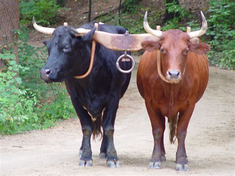 South america and australia have no wild oxen. Ox Pictures - Kids Search