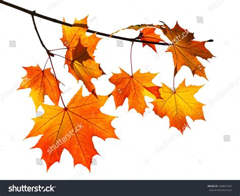 Branch With Yellow And Orange Autumn Maple Leaves Isolated On White