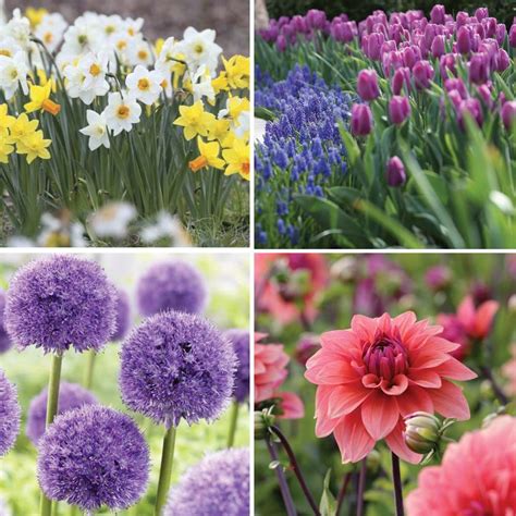 Bloom Time Chart For Spring And Summer Bulbs Longfield Gardens In