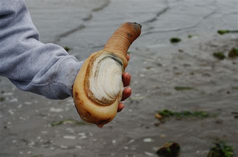 The Pacific Geoduck