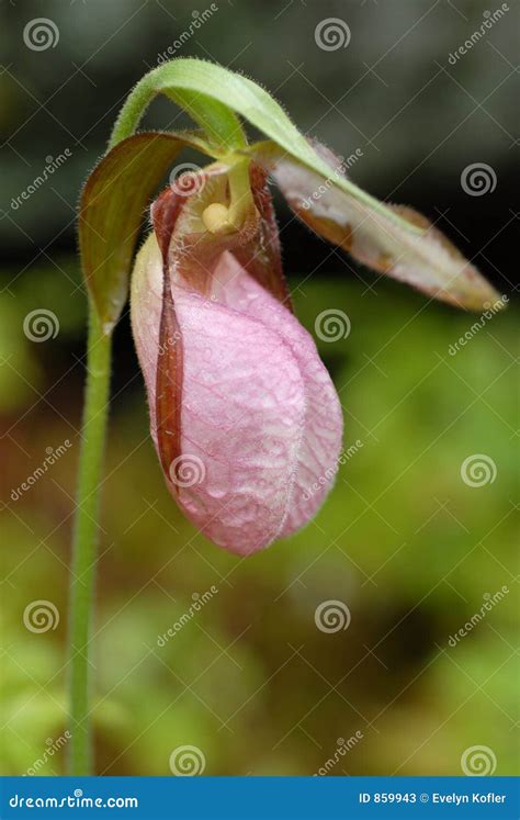 Wild Pink Lady S Slipper Orchid Stock Image Image Of Background Hybrid 859943